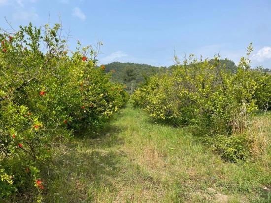 Gökbel'de İztuzu Plajı Yoluna Sıfır 7800m2 Satılık Arazi