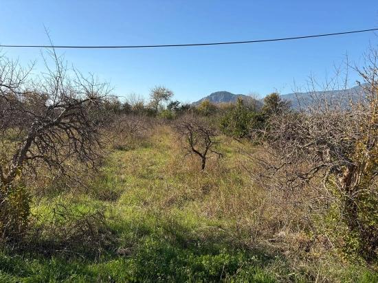 Dalyan'da 4.541m2 Satılık Bahçe