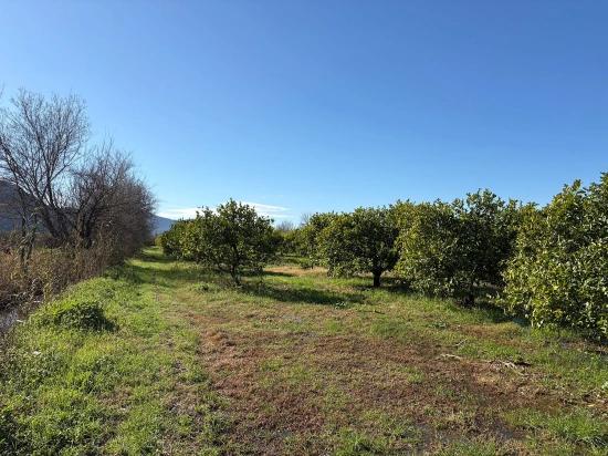 Dalyan'da 16.500m2 Satılık Limon Bahçesi