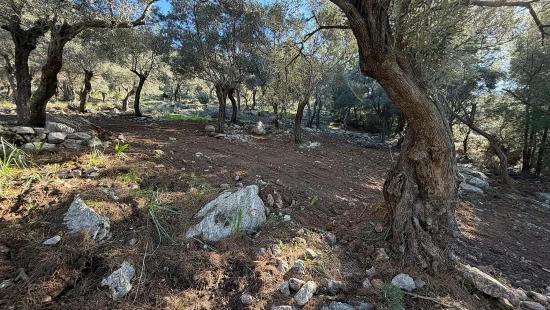 Çandır'da Full Deniz Manzaralı 5715m2 Satılık 2b Tarla