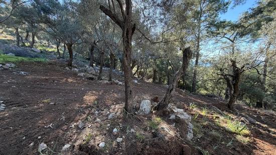 Çandır'da Full Deniz Manzaralı 5715m2 Satılık 2b Tarla