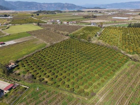 Dalyan Merkeze Yakın 17.550m2 Satılık Bağ-bahçe