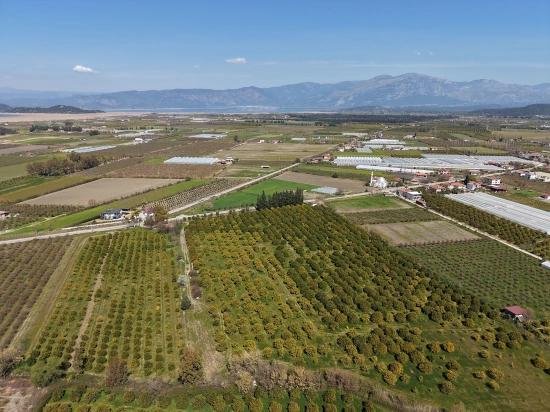 Dalyan Merkeze Yakın 17.550m2 Satılık Bağ-bahçe