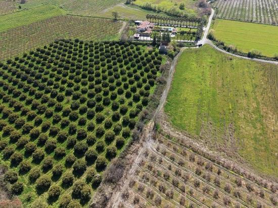 Dalyan Merkeze Yakın 17.550m2 Satılık Bağ-bahçe