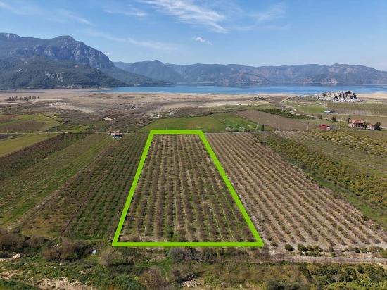 Eskiköy'de Göl Manzaralı 16.710m2 Satılık Nar Bahçesi