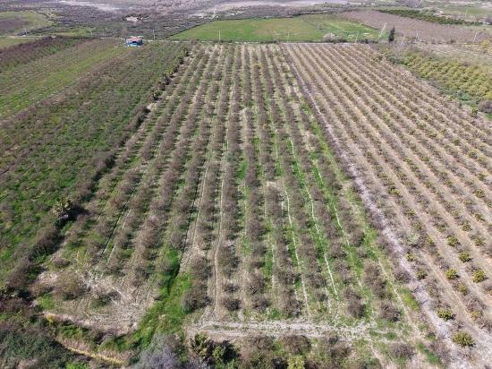 Eskiköy'de Göl Manzaralı 16.710m2 Satılık Nar Bahçesi