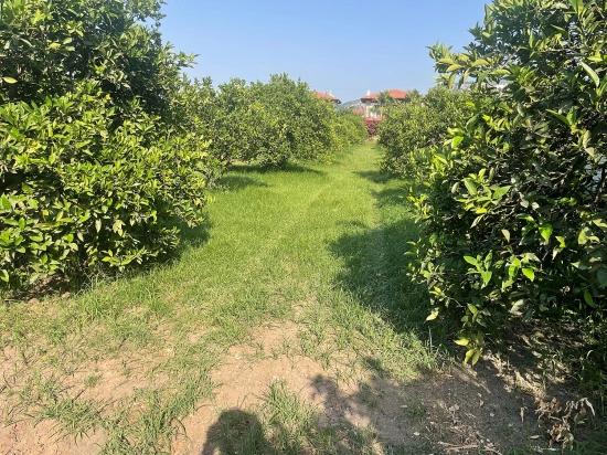 Dalyan Gülpınar'da 722m2 Satılık Arsa
