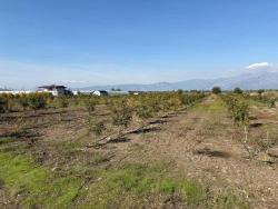 Ortaca Eskiköy Mah. Satılık Tarla - Tarla İmar Durumlu - 21.500 m²