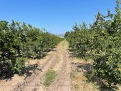 Ortaca Dalyan Mah. Satılık Tarla - Konut İmar Durumlu - 10.000 m²
