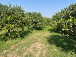 Ortaca Dalyan Mah. Satılık Arsa - Konut İmar Durumlu - 722 m²