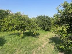 Ortaca Dalyan Mah. Satılık Arsa - Konut İmar Durumlu - 722 m²