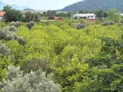 Köyceğiz Çandır Mah. Satılık Tarla - Tarla İmar Durumlu - 1.721 m²