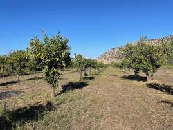 Ortaca Dalyan Mah. Satılık Tarla - Tarla İmar Durumlu - 6.600 m²