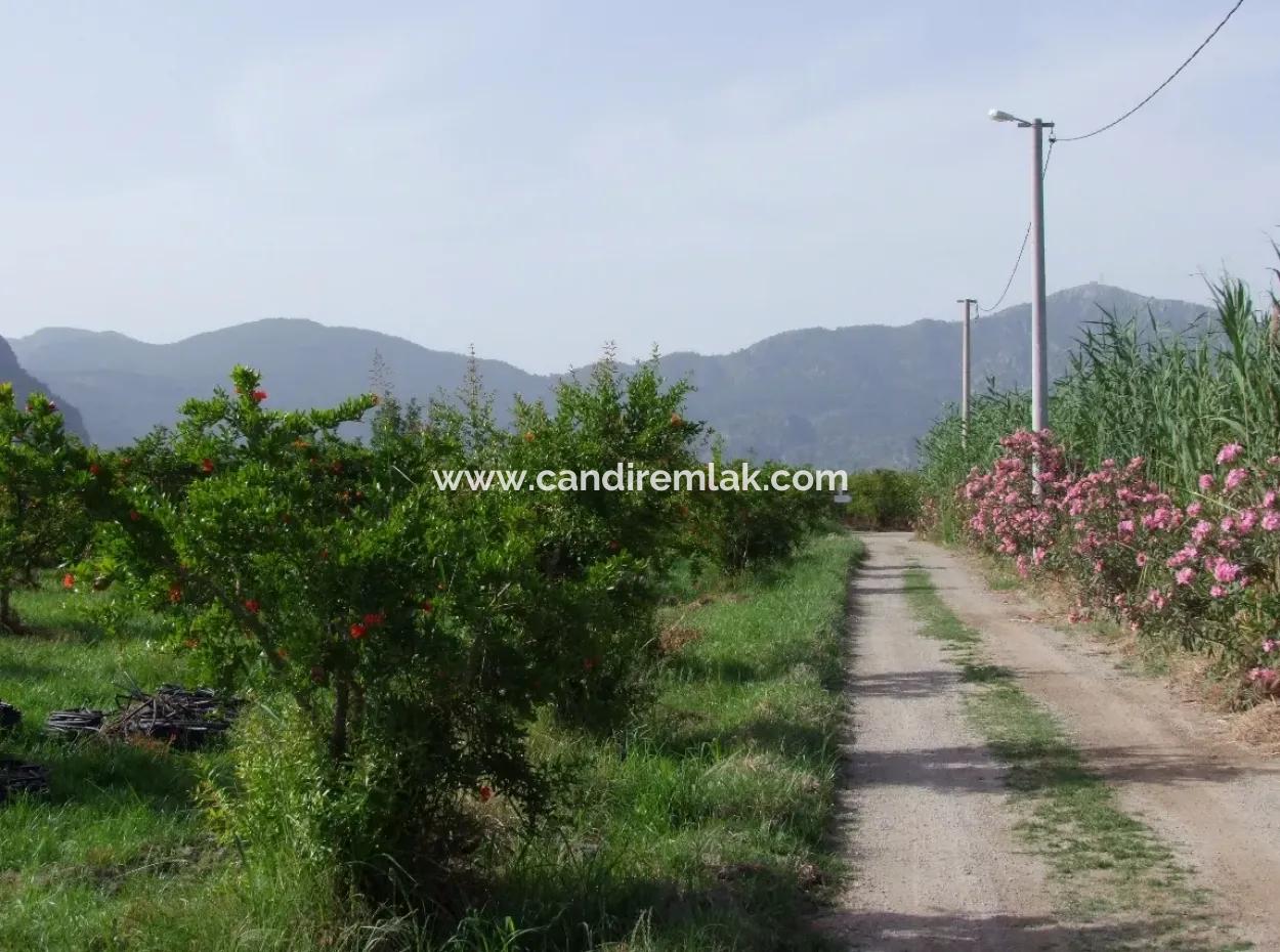 Dalyan İztuzu Satılık Bahçe Dalyan Göle Sıfır Satılık Arsa