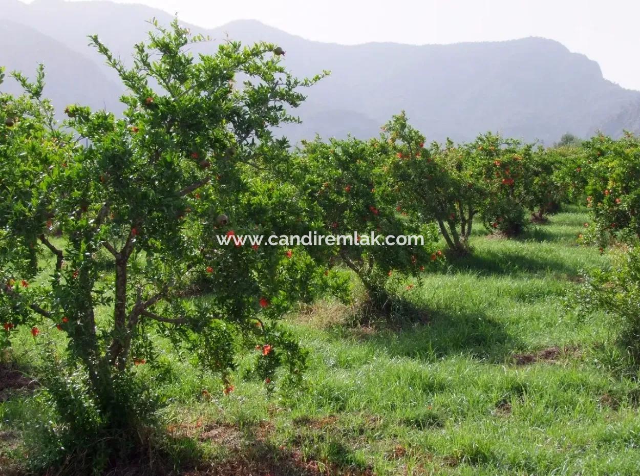 Dalyan İztuzu Satılık Bahçe Dalyan Göle Sıfır Satılık Arsa