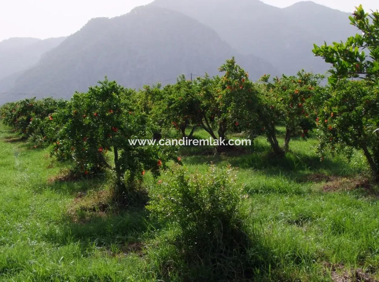 Dalyan İztuzu Satılık Bahçe Dalyan Göle Sıfır Satılık Arsa