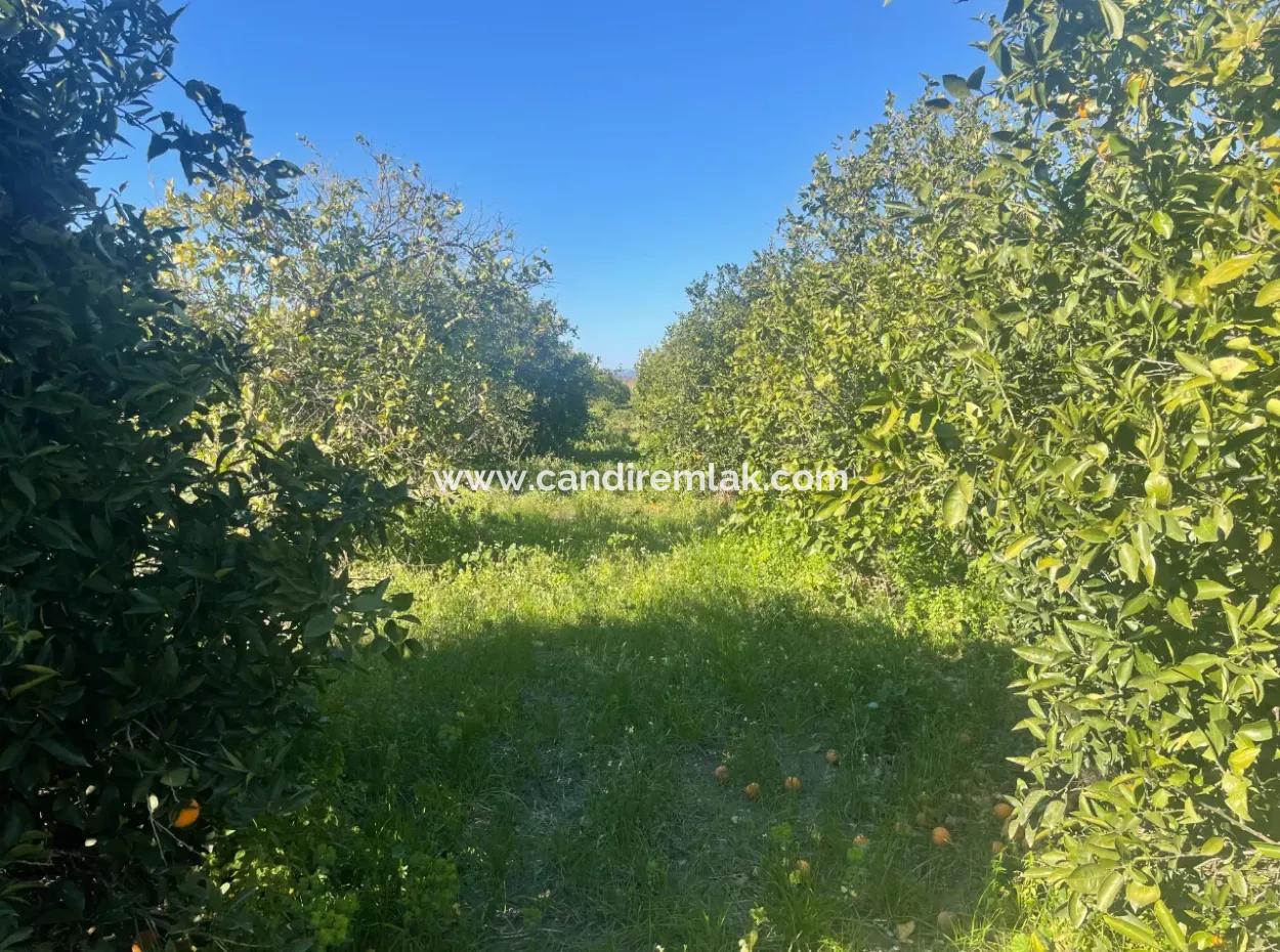 Dalyan Satılık Arsa 5227M2 Satılık Arsa