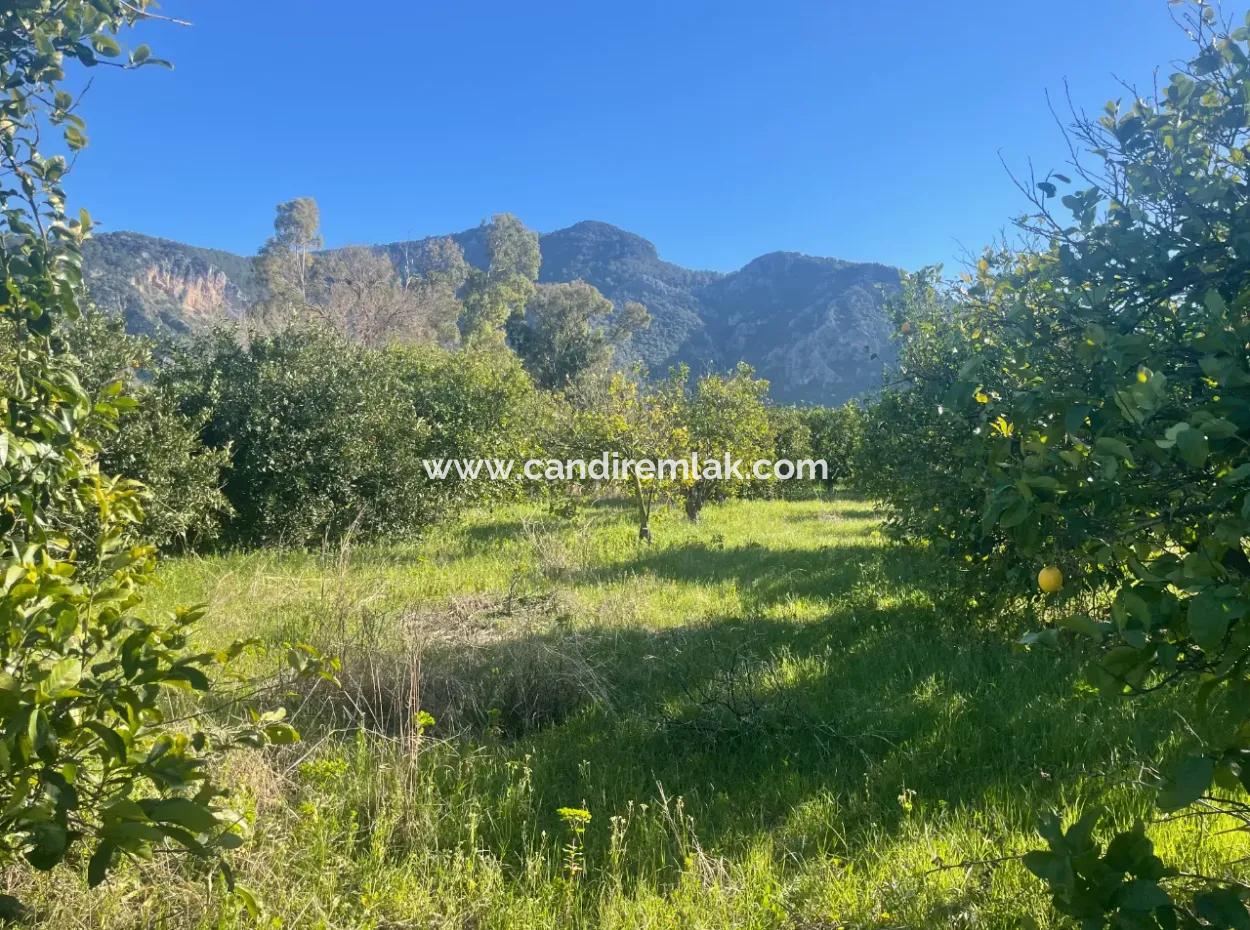 Dalyan Satılık Arsa 5227M2 Satılık Arsa